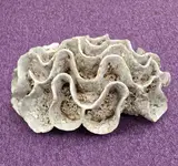 Sea Crib by Beverley Bell Hughes, sculpture, sold Nov 2024