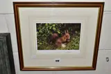 Nuts by David Shepherd, print, sold Dec 2021