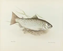 Brown trout Signed Robin Armstrong by Robin Armstrong, Watercolour heightened with bodycolour, sold Dec 2021