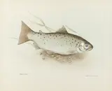 Brown trout Signed Robin Armstrong by Robin Armstrong, Watercolour heightened with bodycolour, sold Dec 2021