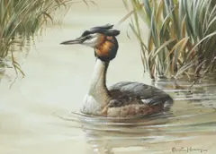 A grebe amongst the reeds Signed Edwin Penny by Edwin Penny, Watercolour heightened with white, sold Dec 2021