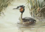 A grebe amongst the reeds Signed Edwin Penny by Edwin Penny, Watercolour heightened with white, sold Dec 2021