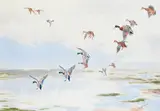 Mallards alighting on the flats Signed J by John Cyril Harrison, Pencil and watercolour, offered Dec 2021