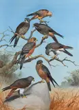 Buzzards on a branch Signed JCHarrison by John Cyril Harrison, Pencil, watercolour and bodycolour, offered Dec 2021