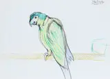 Study of a macaw Signed and inscribed John Bratby/Maquaw III/To Patti by John Bratby, Pencil and pastel, sold Dec 2021