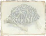 Tortoise Signed with monogram by Koulbak Victor, watercolour, sold Dec 2021