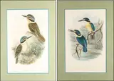 Melidora Macrorhina - Hook-Billed Kingfisher by John Gould, Lithographs, sold Mar 2021