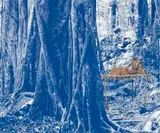 Bayi Dambun (Glades Of Dusk And Shade) by Danie Mellor, 2014, pencil and pastel on paper, sold Aug 2019