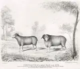 Portraits Of A Prize Ram And Ewe by W. E. Riley, 1828, lithograph, sold Aug 2019