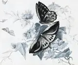 Large Black And Green Butterfly And Native Passion Flowers Of Queensland by Ellis Rowan, watercolour and goauche on paper, sold Aug 2019