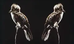 Ignoratia (Kookaburra) by Brook Andrew, 2003, (FROM ‘KALAR MIDDAY’ SERIES) Ilfochrome print, sold Aug 2019