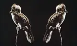 Ignoratia (Kookaburra) by Brook Andrew, 2003, (FROM ‘KALAR MIDDAY’ SERIES) Ilfochrome print, sold Aug 2019