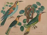 Feuille d'étude avec trois oiseaux « Sirli » et feuillages by Aloys Zötl, Gouache sur traits de crayon noir, sold Nov 2024