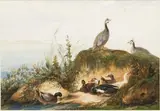 Pintade et canards au bord de l'eau by Aline Alaux, Aquarelle, sold Nov 2018
