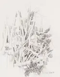 Galiano by Molly Joan Lamb Bobak, graphite on paper, sold Sep 2023