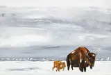 Bison Dream Past 7 by Adrian Stimson, 2022, oil on canvas, sold Sep 2023