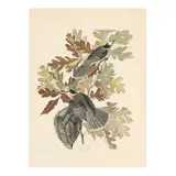 Canada Jay , Havell Edition by John James Audubon, Hand-colored engraving with etching and aquatint, sold Sep 2025