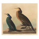 Violet-Green Cormorant and Townsend's Cormorant , Havell Edition by John James Audubon, Hand-colored engraving with etching and aquatint, sold Sep 2025