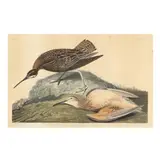 Esquimaux Curlew , Havell Edition by John James Audubon, Hand-colored engraving with etching and aquatint, sold Sep 2025