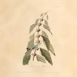 Blue-Green Warbler , Havell Edition by John James Audubon, Hand-colored engraving with etching and aquatint, sold Sep 2025