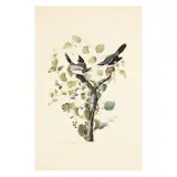 Loggerhead Shrike , Havell Edition by John James Audubon, Hand-colored engraving with etching and aquatint, sold Sep 2025