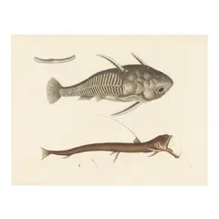 Spiny Catfish and Viper Mouth by Mark Catesby, Hand-colored engraving, sold Aug 2025