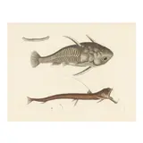 Spiny Catfish and Viper Mouth by Mark Catesby, Hand-colored engraving, sold Aug 2025