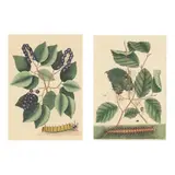 Centipede with Witch Hazel / Pigeon Plum with Great Horned Caterpillar (Two Works) by Mark Catesby, Each a hand-colored engraving, sold Aug 2025