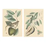 The Guana / Blue-Tail Lizard with Custard Apple (Two Works) by Mark Catesby, Each a hand-colored engraving, sold Aug 2025