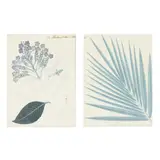 Two Botanical Studies by F. de Moivre, Pencil, sold Aug 2025
