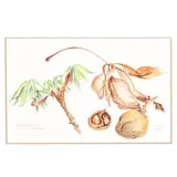 Yellow Buckeye by Diane Kent, Watercolor on paper, sold Aug 2025