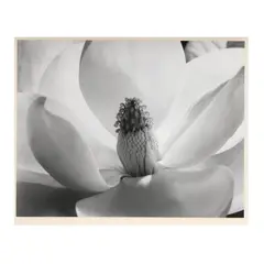 Magnolia Blossom by Imogen Cunningham, Gelatin silver print, sold Jul 2025