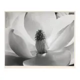 Magnolia Blossom by Imogen Cunningham, Gelatin silver print, sold Jul 2025