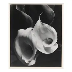 Two Callas by Imogen Cunningham, Gelatin silver print, sold Jul 2025