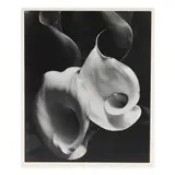 Two Callas by Imogen Cunningham, Gelatin silver print, sold Jul 2025