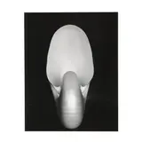 Nautilus by Edward Weston, Gelatin silver print, sold Jul 2025