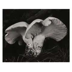 Toadstool by Edward Weston, Gelatin silver print, sold Jul 2025