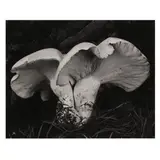 Toadstool by Edward Weston, Gelatin silver print, sold Jul 2025