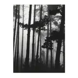Monterey Pines in Fog by Brett Weston, Gelatin silver print, sold Jul 2025
