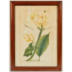From Jardin d'Eden, Plate 30, Bignonia Liancourtia by Pierre Joseph Buchoz, Hand-colored Copper Engraving, offered Sep 2026