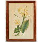 From Jardin d'Eden, Plate 30, Bignonia Liancourtia by Pierre Joseph Buchoz, Hand-colored Copper Engraving, offered Sep 2026