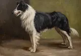 Study of a border collie by Cecil Ackland Hunt, Oil on canvas -, sold May 2026
