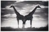 Never Alone by Björn Persson, Inkjet pigment print on paper on Hahnemühle Photo Rag Ultra Smooth, offered Apr 2026