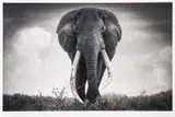 Mother Africa by Björn Persson, Inkjet pigment print on paper on Hahnemühle Photo Rag Ultra Smooth, offered Feb 2026