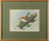 Wren by Marion Cawthorne, watercolour, offered Dec 2025