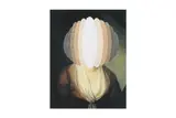 Untitled by Julie Cockburn, photograph, offered Nov 2024