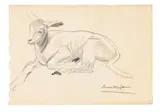 A barbary lamb, no. 1 by Laura Knight, Pencil, sold Mar 2024