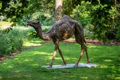 Camel by Hamish Mackie, 2013, Bronze, offered Mar 2024
