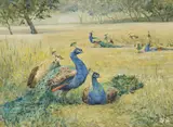 Peacocks by Mildred Anne Butler, Watercolour, sold Feb 2024