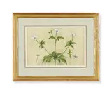 Dandelions; and others wildflowers, set of two by Sardar Ganda Thakar Singh, Watercolour and bodycolour Each, sold Jan 2024
